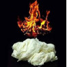 MAGIC-LANDES - Coton Flash
