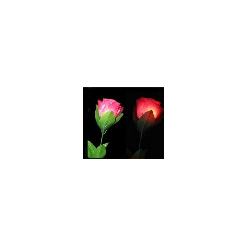 MAGIC-LANDES - Rose A Delight