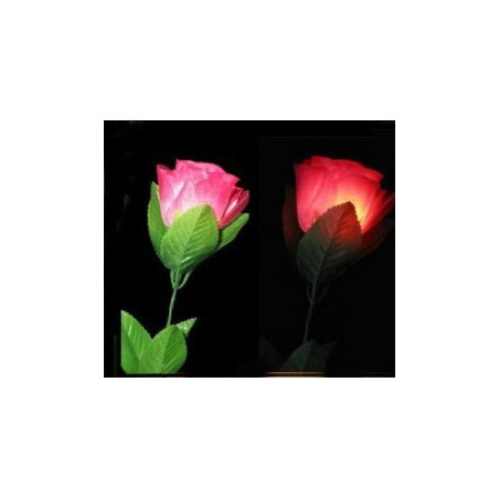 MAGIC-LANDES - Rose A Delight