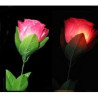 MAGIC-LANDES - Rose A Delight