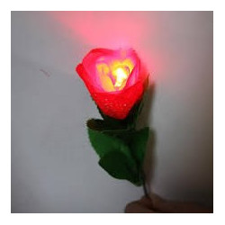 MAGIC-LANDES - Rose A Delight