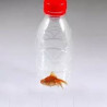 MAGIC-LANDES - Le poisson Dans La Bouteille